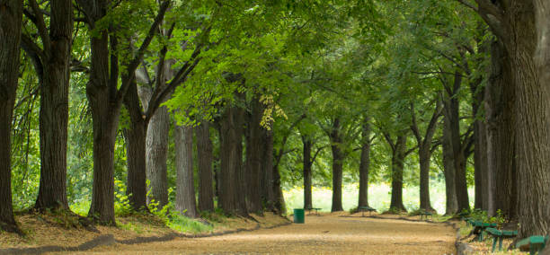 istock green alley in summer park at morning 1031220124
