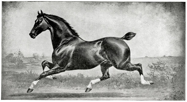 illustrations, cliparts, dessins animés et icônes de demi-teintes du cheval incomparable de londesboro hackney - hackney