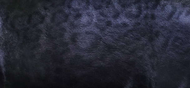 Black Panther Skin Texture Background Stock Photo - Download Image Now - Black  Leopard, Fur, Leopard - iStock