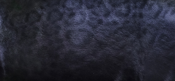 Black Panther Skin Texture Background Stock Photo - Download Image Now - Black Leopard, Fur, Leopard - iStock Black Panther Skin Texture Background Stock Photo - Download Image Now - Black Leopard, Fur, Leopard - iStock