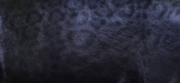 Black panther skin texture background stock photo