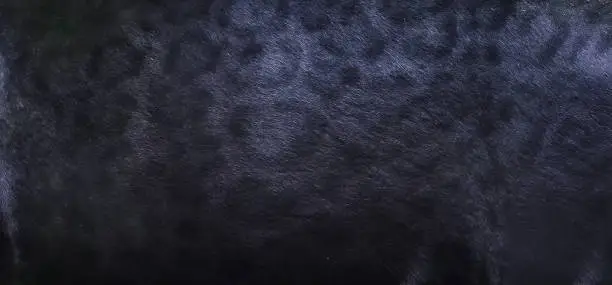 Photo of Black panther skin texture background