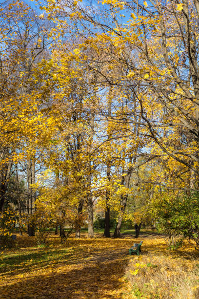 istock autumn park with golden foliage 1031227718