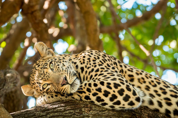 Leopard Leopard rests in tree maasai mara national reserve photos stock pictures, royalty-free photos & images