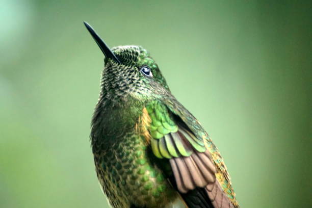 istock Buff-tailed coronet hummingbird in Ecuador 1031238434