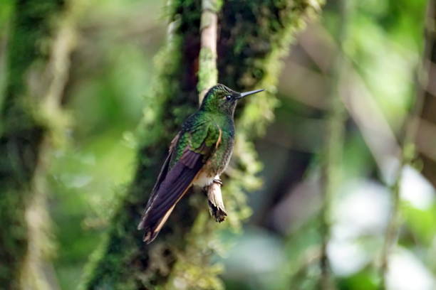 istock Buff-tailed coronet hummingbird in Ecuador 1031246040
