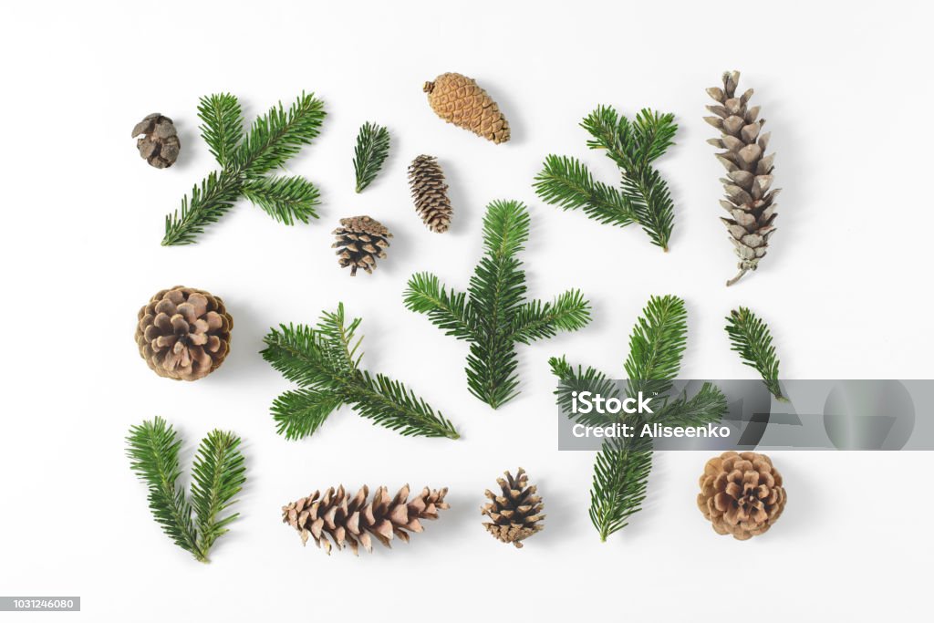 Set Of Various Pine And Firtree Evergreen Branches And Cones On