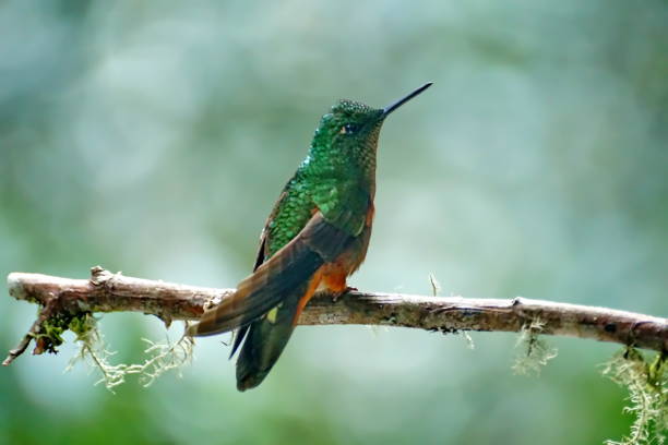 istock Chestnut-breasted coronet hummingbird in Ecuador 1031247694