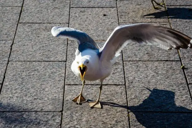 aggressive seagull, with an open beak, on the city embankment
