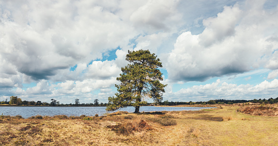 Lone tree by the lake in Drents-Friese Wold national park in Netherlands.