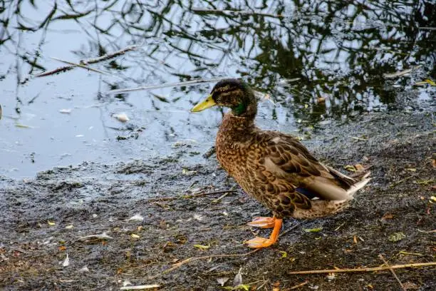 duck on the edge of a pond