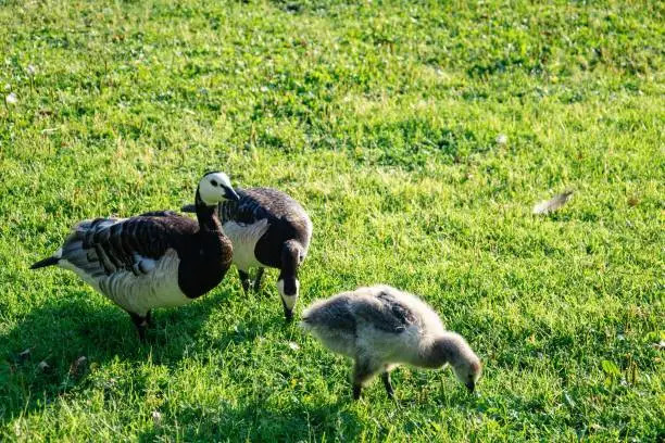 Black geese with chicks grazing in a meadow