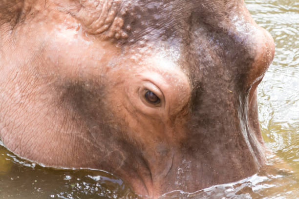 istock Close-up, eyes Hippopotamus 1031251448