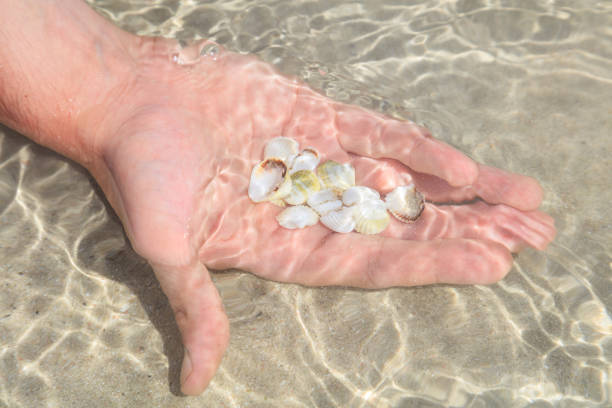 istock Seashells in a palm under the water 1031254474