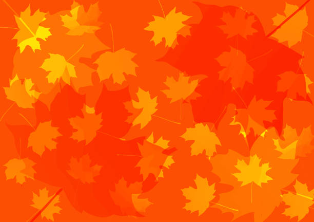 가 단풍 배경 나뭇잎. 벡터 일러스트 레이 션. 추수 감사절 배경입니다.  학교 돌아가기. 스승의 날입니다. 조부모의 날 - tree autumn thanksgiving leaf stock illustrations