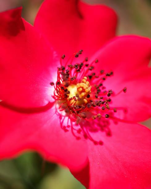 istock Rose garden  flower garden 1031255742