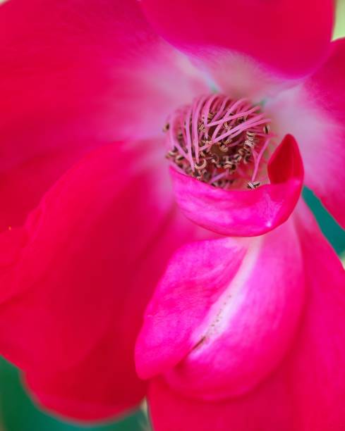istock Rose garden  flower garden 1031255848