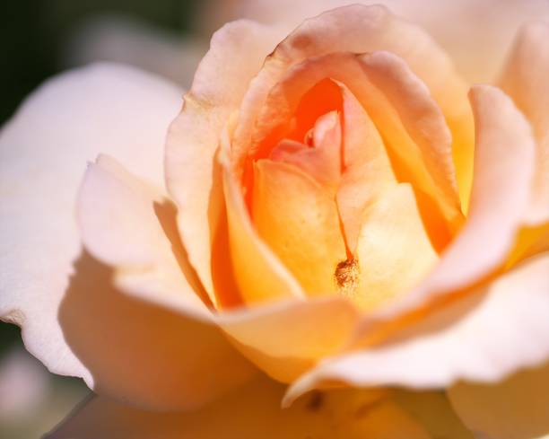 istock Rose garden  flower garden 1031257924
