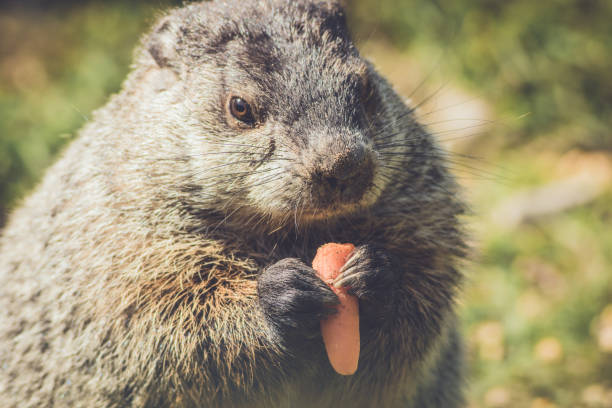 istock Very young vintage Groundhog 1031263846