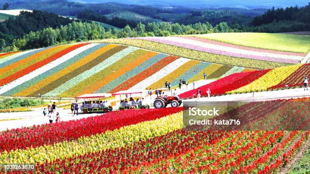 Flower Garden Of Biei Stock Photo - Download Image Now - Hokkaido, Summer, Agricultural Field