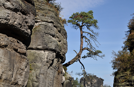 Tree at a rock
