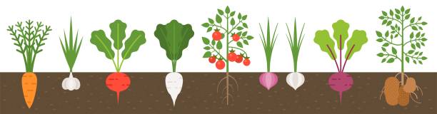 illustrazioni stock, clip art, cartoni animati e icone di tendenza di vegetale con radice nella consistenza del terreno, design piatto - vegetable garden illustrations