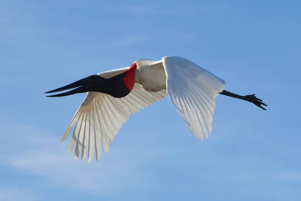 Jabiru stork flying Jabiru stork, Jabiru mycteria, flying in blue sky, Pantanal, Brazil pantanal wetlands photos stock pictures, royalty-free photos & images