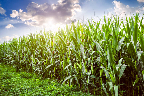 istock The corn plant in the field 1031279122