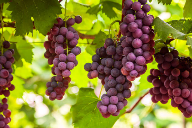 Sunny grape stock photo
