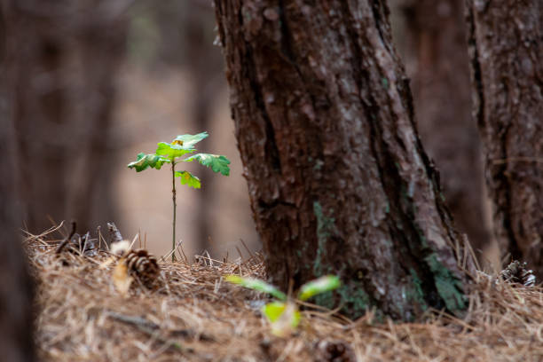 Piccola pianta di quercia in una foresta. tra gli aghi di pino e pigne - foto stock