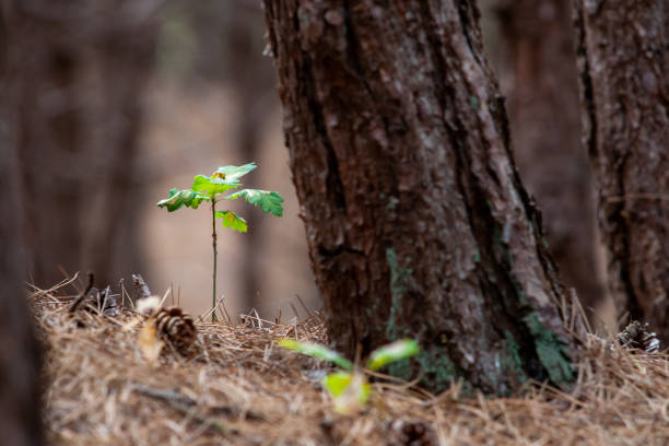 Small oak plant in a forest. between the pine needles and pine cones Highly lighted oak leaves next to thick trunk of spruce.Seedlings or plants illuminated by the side light. sapling growing stock pictures, royalty-free photos & images