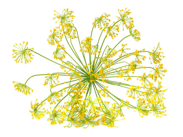 istock fresh dill flower isolated on white background 1031284420