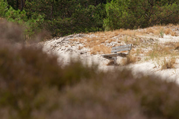 holzbank in den dünen am aussichtspunkt - schoorl stock-fotos und bilder