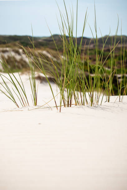 europäische strandhafer entlang der küste, in den dünen mit weißem sand und blauem himmel isoliert - schoorl stock-fotos und bilder