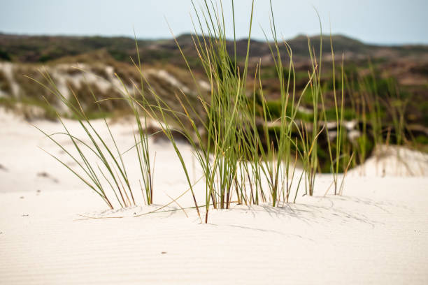 европейская пляжная трава вдоль берега изолирована в дюнах с белым песком и голубым небом - schoorl стоковые фото и изображения