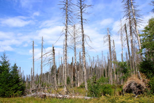 istock Forest area in the Harz mountains in summer 2018, which is infested with the bark beetle 1031285582