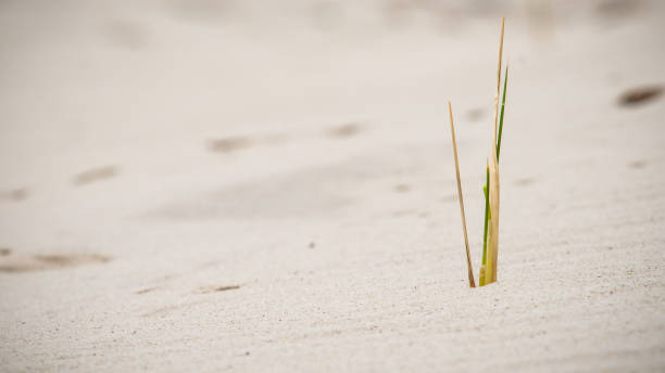 europäische strandhafer entlang der küste, in den dünen mit weißem sand und blauem himmel isoliert - schoorl stock-fotos und bilder