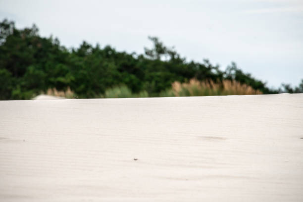 узоры, морщины и другие детали эрозии в белом пляжном песке в дюнах - schoorl стоковые фото и изображения