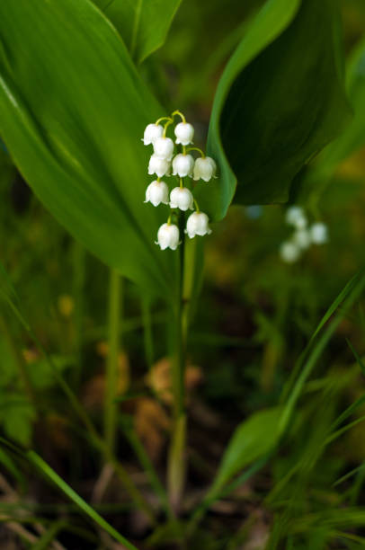istock Lily of the valley (Convallária) flower in the spring forest. 1031288018