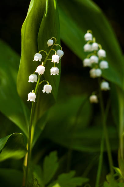 istock Lily of the valley (Convallária) flower in the spring forest. 1031288204