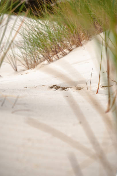 patrones, las arrugas y otros detalles de la erosión en playa blanca en las dunas - schoorl fotografías e imágenes de stock