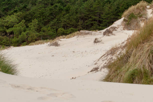 detalles y transparente entre las dunas de deriva a lo largo de la costa del mar del norte de los países bajos. paisaje de la playa de verano en la naturaleza - schoorl fotografías e imágenes de stock
