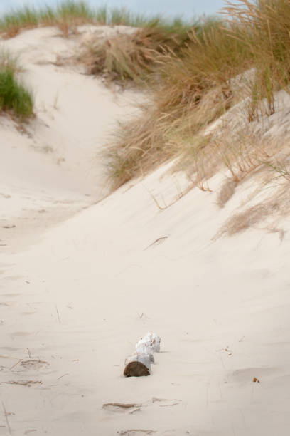 details und durchsichtigen zwischen drift dünen entlang der nordseeküste von den niederlanden. sommer strand landschaft in der natur - schoorl stock-fotos und bilder