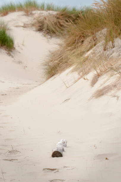подробности и видо-через ме�жду дрейфуем дюн вдоль побережья северного моря нидерландов. летний пляжный пейзаж в природе - schoorl стоковые фото и изображения