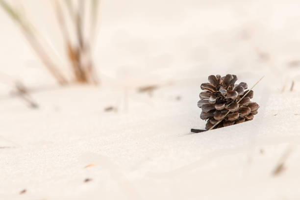 National nature park with dune landscape on the Dutch coast. Landscape with sand dunes, dune grass, heath, forests, pine trees and mosses
