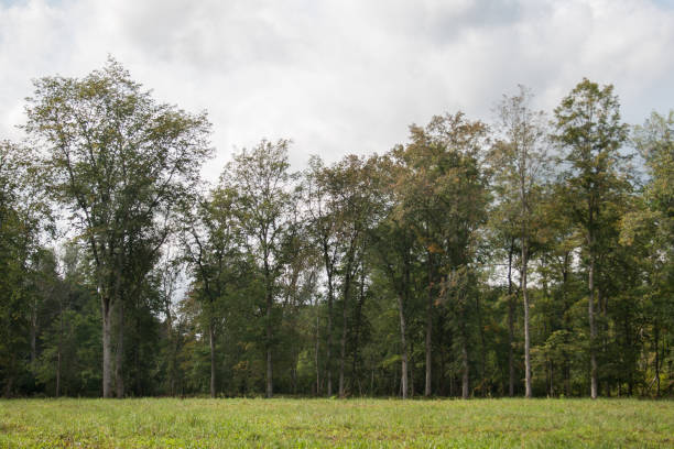 view on forest from meadow in Gauja National Park