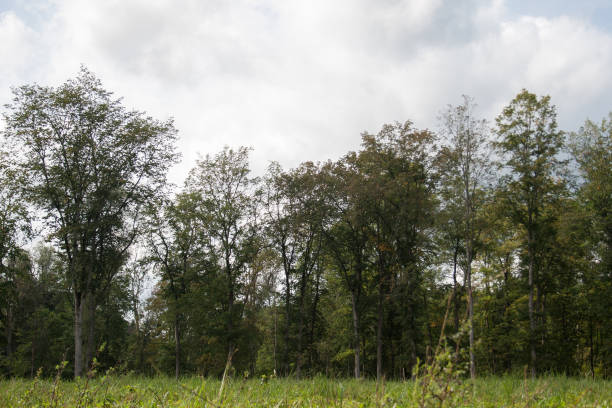 istock view on forest from meadow in Gauja National Park 1031295358