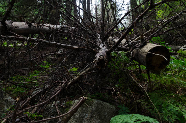 istock Fallen dead trees in RIla mountain forest, Bulgaria 1031295406
