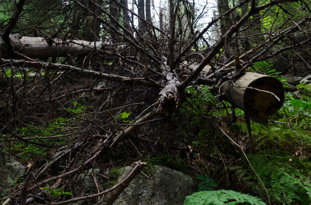 istock Fallen dead trees in RIla mountain forest, Bulgaria 1031295422