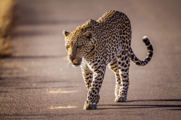 istock Leopard in Kruger National park, South Africa 1031296014